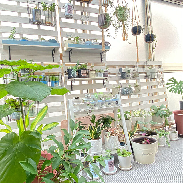 ayaの-【お試し】 カラテア（ロセオピクタ・ロージー） 白色 プラスチック鉢 4号 　カラテアロージー　Calathea クズウコン　敬老の日　ポイント消化　観葉植物の家具・インテリア写真