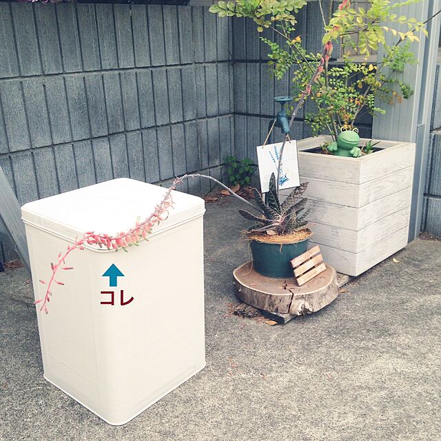 hikariの-多肉植物：ガステリア(品種不明)の家具・インテリア写真