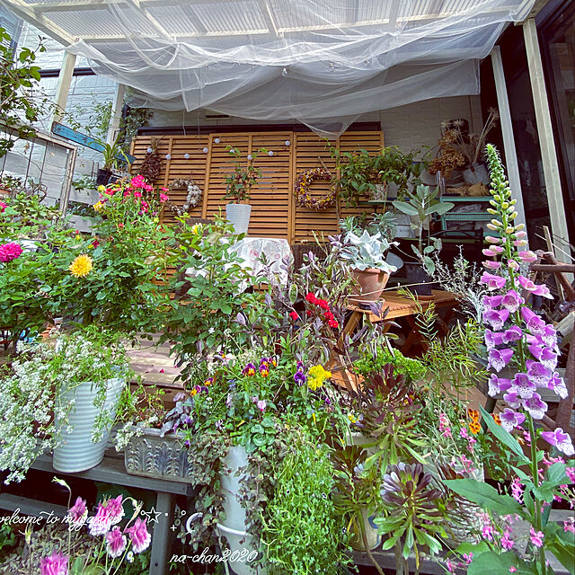 na-chanの遊恵盆栽-おしゃれ 観葉植物：コロキア コトネアスター*の家具・インテリア写真