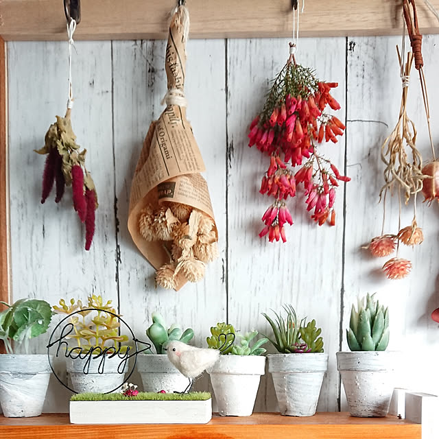 写真付きレビュー キャットテール 白猫のしっぽ 斑入り葉 9cmポット苗 2個セット の通販商品 口コミ情報 Roomclipショッピング 写真付きレビュー キャットテール 白猫のしっぽ 斑入り葉 9cmポット苗 2個セット の通販商品 口コミ情報 Roomclipショッピング