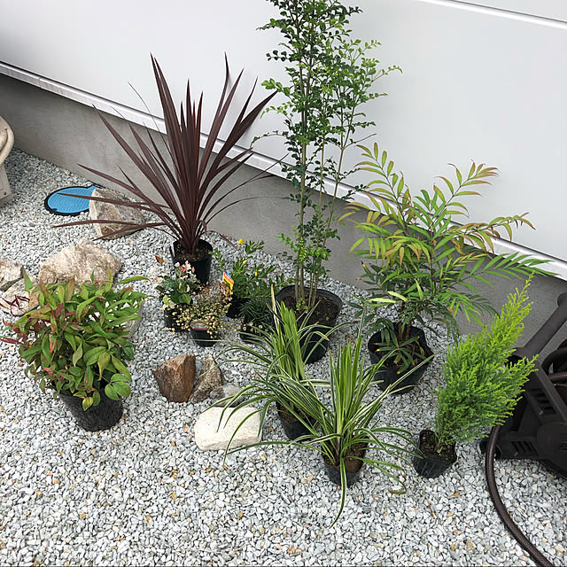 写真付きレビュー 選べるシンボルツリーとグランドカバー低木セットの通販商品 口コミ情報 Roomclipショッピング