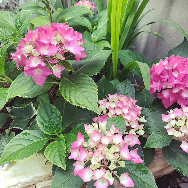 写真付きレビュー パイ風 花壇ブロック カーブ W38 H15cm 4個セット 花壇 レンガ 円形花壇 ブロック ガーデニング 仕切り 土留め 囲い 簡単 置くだけ 庭 洋風 ヨーロピアン 西洋 おしゃれ 送料無料 の通販商品 口コミ情報 Roomclipショッピング