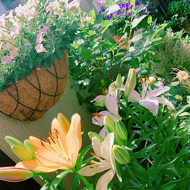 Tenの-花終わり処分　ガウラ　ガンビット　バリエガータ　ローズ　10.5cm鉢の家具・インテリア写真