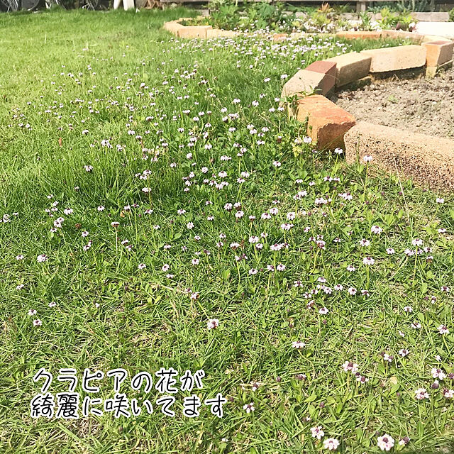 fukoの-イワダレソウ改良種「クラピア K7」（花色：白）　9cmポット苗の家具・インテリア写真