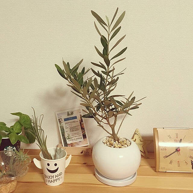 ackoのLAND PLANTS-LAND PLANTS オリーブ 白色 丸型 陶器鉢 【室内用】 鉢植え・苗木の家具・インテリア写真