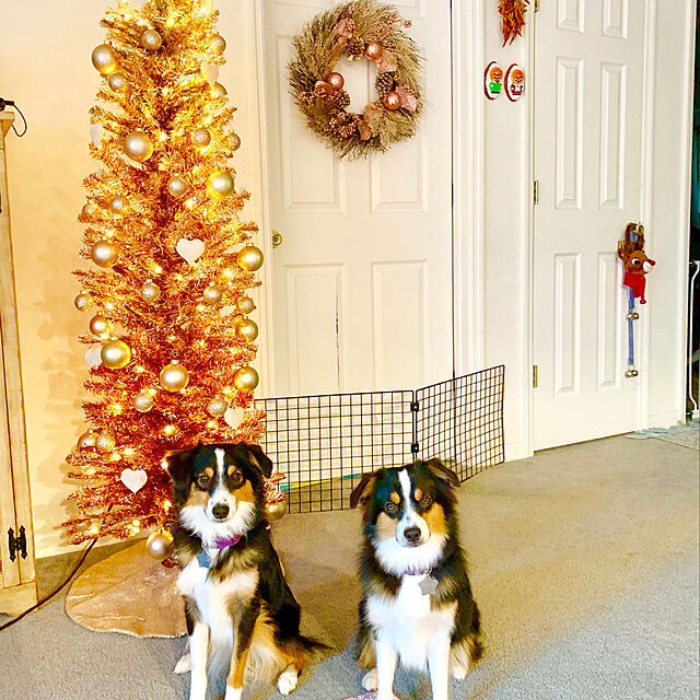 KozuのNb-犬のドアベル トイレトレーニング ペット 子犬の鐘 ドアベル 調節可能な長さ（ギフト2冊、犬のホイッスル、ポータブル収納袋）の家具・インテリア写真