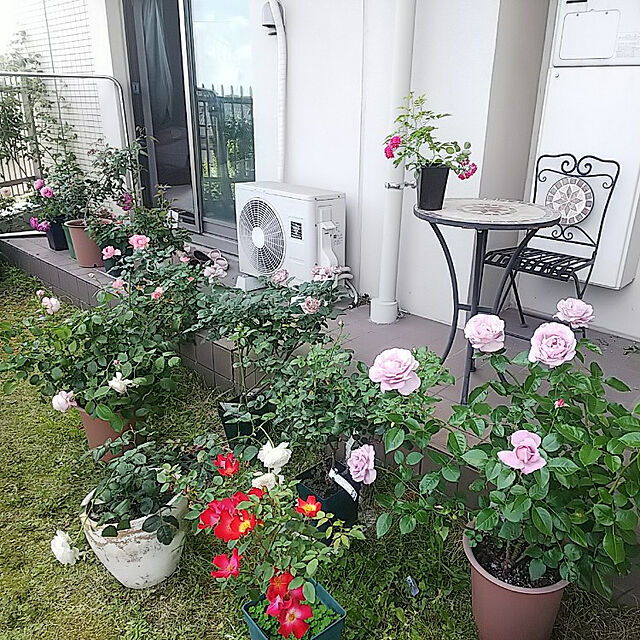 hiromimiの-バラの苗/[送料無料]デルバールローズ：ローズシナクティフ新苗4号鉢植えの家具・インテリア写真