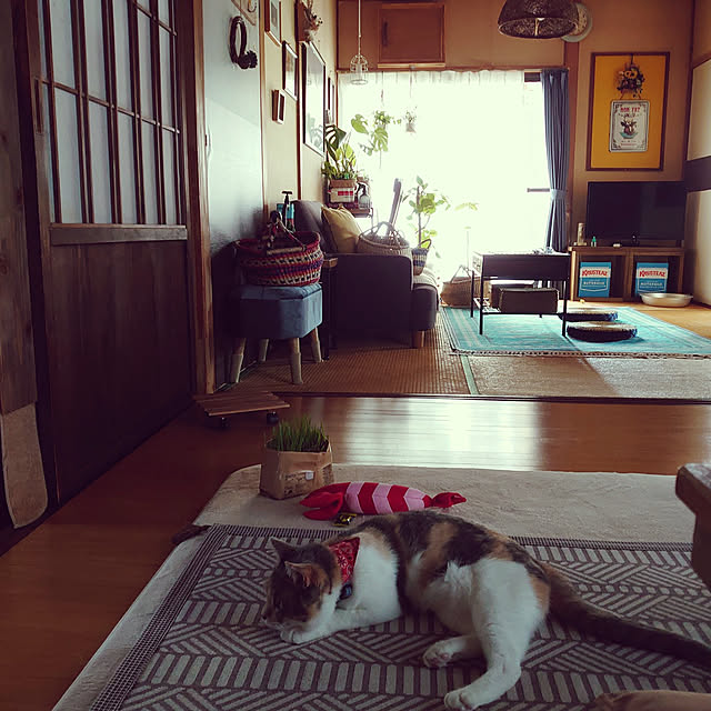 fukuの勝希-(Pets Family)ペッツファミリー 猫鍋 ねこ鍋 アルミ ひんやり 冷感 夏用 暑さ対策 猫ベッド クール ベッド たらい 猫顔型 小型犬 Mサイズの家具・インテリア写真