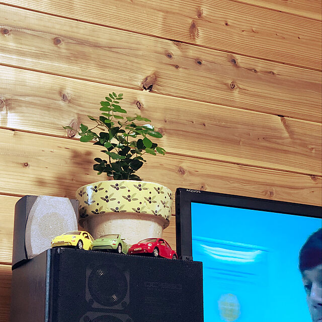 wacchiの-シルクジャスミン 観葉植物 お手頃 第４種 ミニの家具・インテリア写真