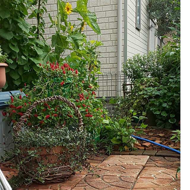 mmpoohの-観葉植物/ブライダルベール5号鉢の家具・インテリア写真