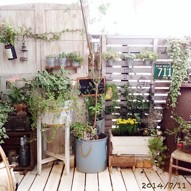 ai.の-■新鮮花壇苗■グレコマ　バリエガータ9cmポット苗の家具・インテリア写真