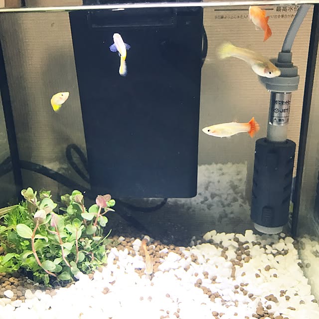 xayamodexの生体（熱帯魚・シュリンプ・水草等）-(熱帯魚)ミックスグッピー (外国産）（約3cm）（5ペア）[生体]の家具・インテリア写真