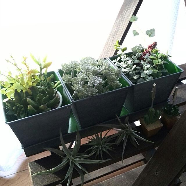 Renの-選べる3種 エアプランツ 観葉植物　Sサイズ ミニ 植物 チランジア エアープランツの家具・インテリア写真