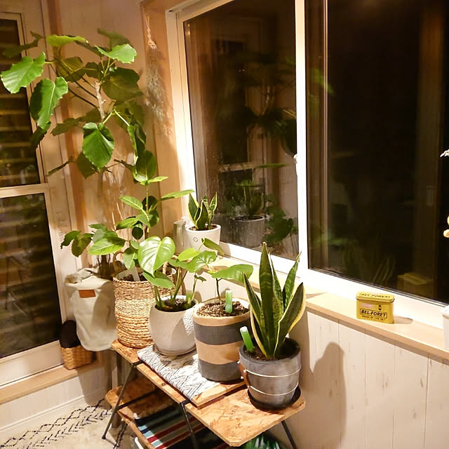 写真付きレビュー 植木鉢 おしゃれ コンクリートポット Cc035 2 7号 22cm 陶器鉢 白 黒 丸形 セメントの通販商品 口コミ情報 Roomclipショッピング