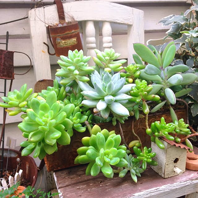 写真付きレビュー 多肉植物 千代田の松 ロンギフォリウム 7 5cm硬質ポットの通販商品 口コミ情報 Roomclipショッピング