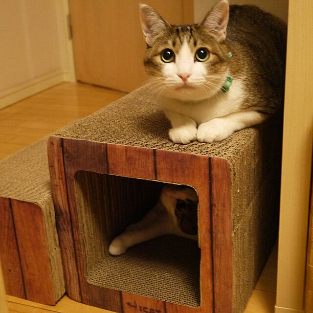 yossyの-iCat 飛び出すつめとぎ ウッディトンネル 猫用 爪とぎ ペット用品の家具・インテリア写真