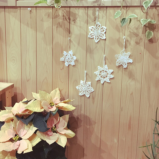 Rimiの-ポインセチア 鉢花 大きめ5号鉢 ギフト用 ポインセチアゴールドの鉢植え お歳暮 花 クリスマス プレゼント 花の家具・インテリア写真