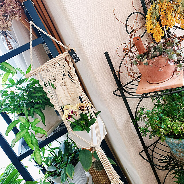 Tenの-【お試し】 フィロデンドロン（シルバーメタル） 白色 プラスチック鉢 4号 ツル性の植物　ポトス　敬老の日　ポイント消化　観葉植物の家具・インテリア写真