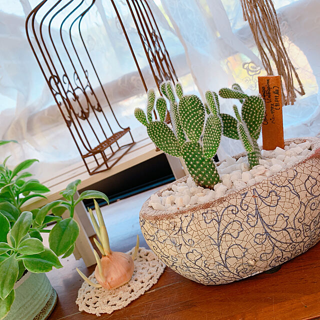 Tenの-バニーカクタス うさぎのサボテン 可愛い インテリア 観葉植物 多肉植物の家具・インテリア写真