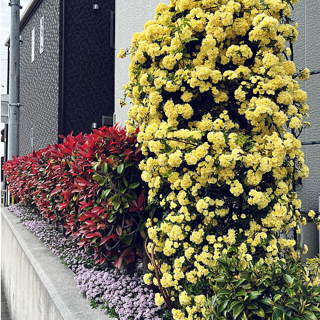 yukarin-gardenの-バラ 苗 モッコウバラ 黄花 3.5号  木香薔薇 ツルバラ 240220の家具・インテリア写真