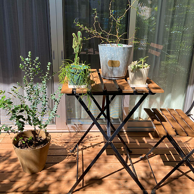 hohoの-リプサリス カスッサ 観葉植物 小さい 室内 サボテン 4号鉢 鉢植え おしゃれ 人気の家具・インテリア写真
