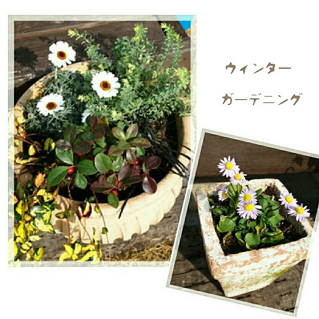 yunohaの-草花の苗/ローダンセマム：アフリカンアイズ3号ポット 2株セットの家具・インテリア写真