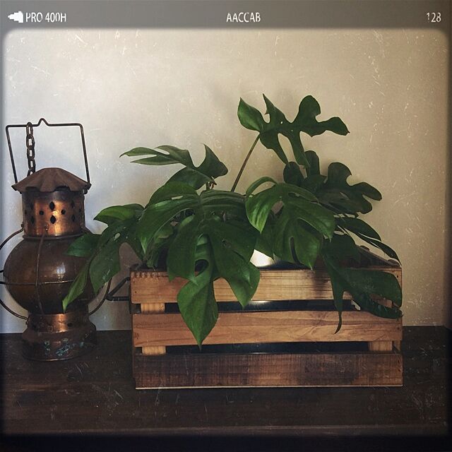 KOMAの-【 観葉植物 】【再入荷】　ヒメモンステラ　卓上サイズ・葉の形がとっても　かわいい ミニモンステラ　5.5号サイズの家具・インテリア写真