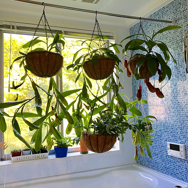 sakurasakuの-観葉植物　食虫植物：ウツボカズラ・アラータ*ネペンテス　ネペンシス　吊り鉢　5号の家具・インテリア写真
