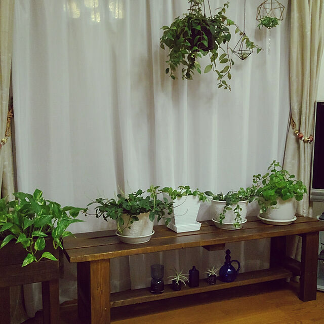 Renの-ミニ観葉植物　スウェーデンアイビー　3.5号鉢の家具・インテリア写真