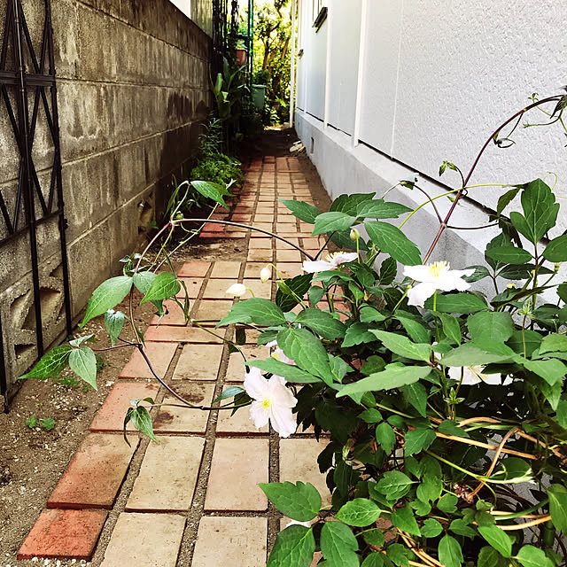 写真付きレビュー クレマチス モンタナ エリザベス モンタナ系 旧枝咲き 9cmポット苗の通販商品 口コミ情報 Roomclipショッピング