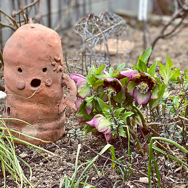 写真付きレビュー ミヨシのクリスマスローズ チェリーシフォン 開花見込み株 3 5号苗 アネモネ咲き 複色系 の通販商品 口コミ情報 Roomclipショッピング