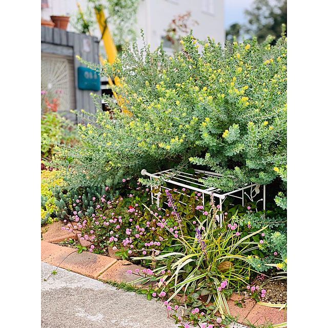 hirokoの-ロータスブリムストーン苗 半常緑多年草 新芽は黄色と美しい植物 イエロー 黄色 グリーン 緑の家具・インテリア写真