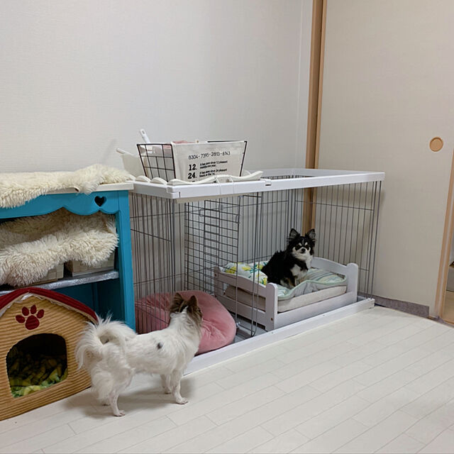 makoのニトリ-ペットごろ寝マット(Nクール i-n レモン) の家具・インテリア写真