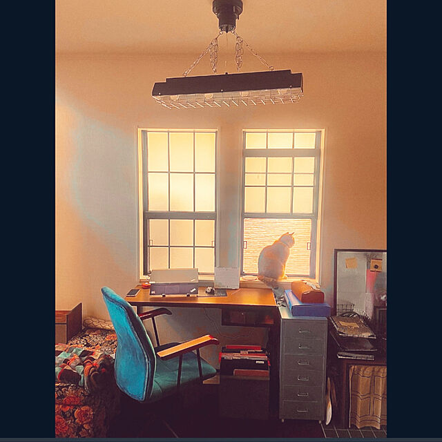 cooの日昇-BELLED ペンダントライト 4灯 カンテ 照明 天井 おしゃれ 6畳 照明器具 ブラック BBP-098 BKの家具・インテリア写真