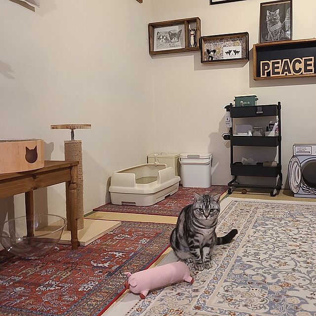 lovepeaceの貢-mitsugu--貢(mitsugu) 猫用おもちゃ もちまる日記 とん様の家具・インテリア写真