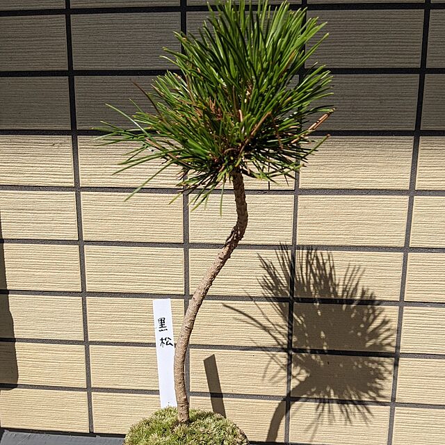 kawakamiの株式会社チャーム-（山野草）盆栽 マツ（松）クロマツ（黒松）苗 樹形おまかせ ２．５～３号（１ポット）の家具・インテリア写真