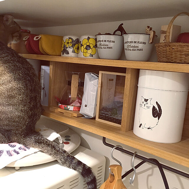 mikomaruの-ヴェイコ　白樺ポットウォッチャー　猫　kissaの家具・インテリア写真