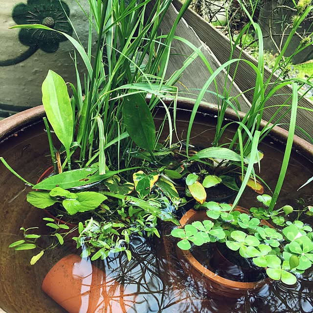 Cokiaの-（ビオトープ）水辺植物　メダカの隠れ家　置くだけ簡単　インスタントビオトープ　LOWタイプ（寄せ植え）（1鉢）水質浄化　隠れ家【HLS_DU】の家具・インテリア写真