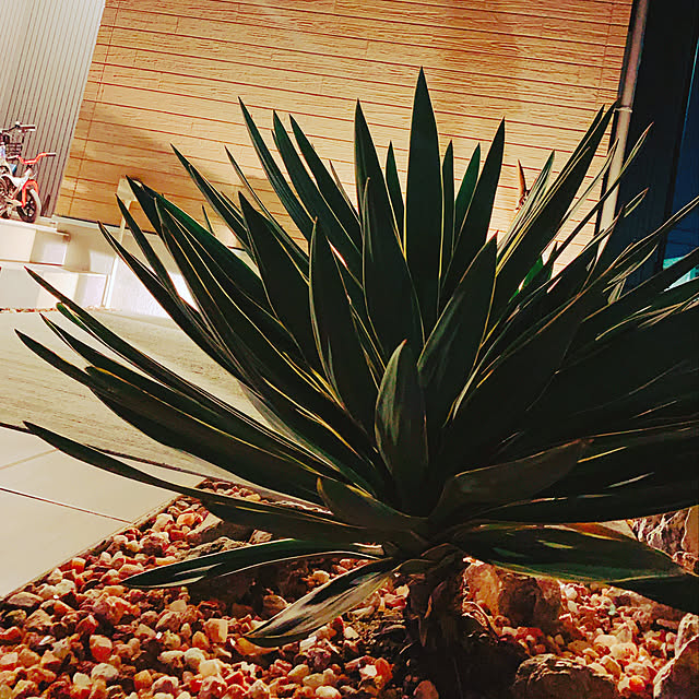 kikoriの-観葉植物  斑入りユッカ グロリオサ  8号鉢 常緑低木 現品1鉢 カラーリーフの家具・インテリア写真