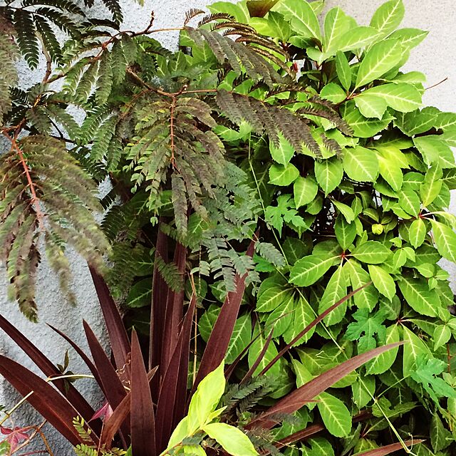 greenの-緑のカーテン ツル性植物 ナツヅタ・ヘンリーヅタ 紅葉 落葉つる性低木の家具・インテリア写真