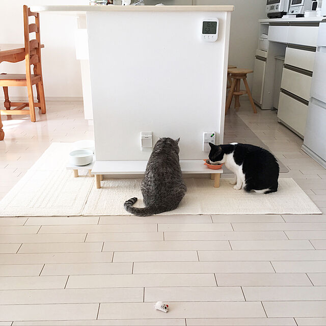 bikkeの-ヘルスウォーター ボウル ホワイト Mサイズ (OATM-7) 猫用食器の家具・インテリア写真