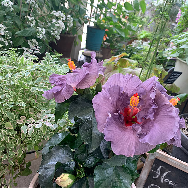 写真付きレビュー ハイビスカス デニムブルー 鉢植え 大輪種 青 紫 5号鉢 珍しい ハワイの花 夏の花 2607の通販商品 口コミ情報 Roomclipショッピング 写真付きレビュー ハイビスカス デニムブルー 鉢植え 大輪種 青 紫 5号鉢 珍しい ハワイの花 夏の花 2607の通販商品 口コミ情報 Roomclipショッピング