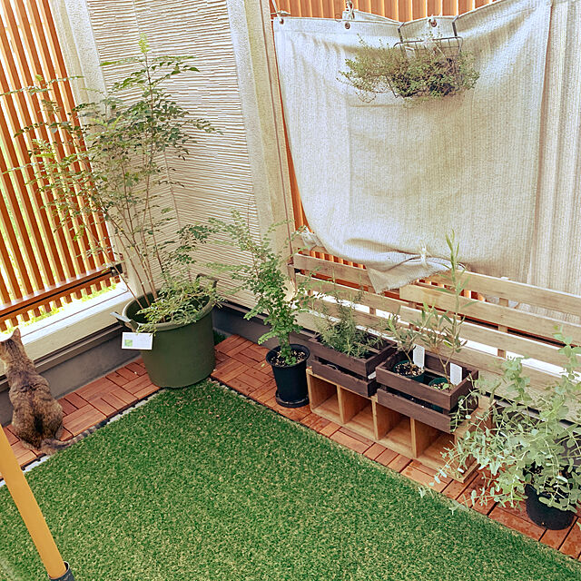 queの-シマトネリコ　株立ち　苗木　8号フレグラー鉢植えの家具・インテリア写真