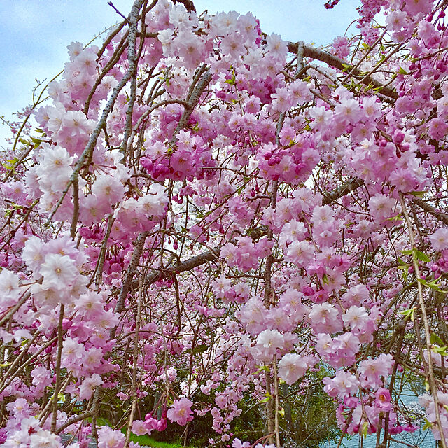 takakoの-八重しだれ桜 （ ピンク ） 接ぎ木 7号鉢植えの家具・インテリア写真