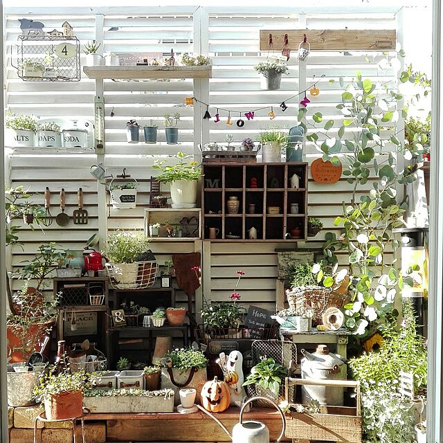 kokkomachaの-多肉植物　セダム属　パープルヘイズの家具・インテリア写真