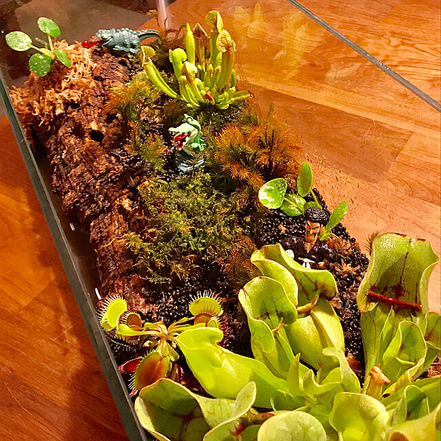 sakurasakuの-サラセニア　食虫植物　観葉植物の家具・インテリア写真