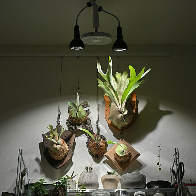 sky__photoの-AMATERAS　10W　植物育成用ライト　口金E26　植物育成ライト　バレル　アマテラス　観葉植物　テラリウム【HLS_DU】　関東当日便の家具・インテリア写真