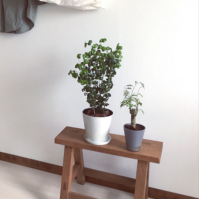 hanaの-【観葉植物】 バロック ベンジャミン 5号サイズ 【空気清浄】の家具・インテリア写真
