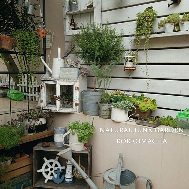 kokkomachaの-多肉植物パープルヘイズ7．5cm鉢の家具・インテリア写真