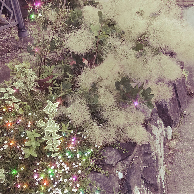 haretaraiina009の-■良品庭木■スモークツリー（ケムリノキ）ロイヤルパープル（雌木です。）　10．5cmポット苗（現在、紅葉～落葉し始めです。）の家具・インテリア写真